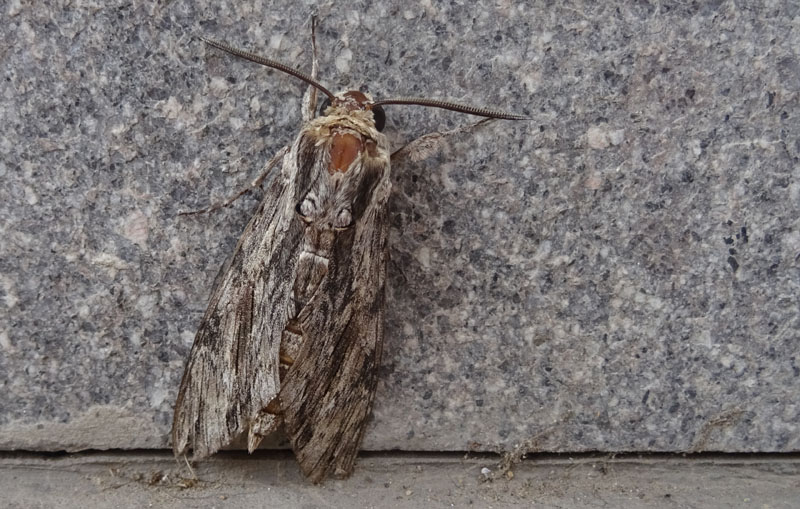 Agrius convolvuli - Sphingidae